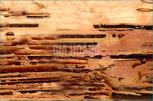 sàn gỗ bị mối mọt 